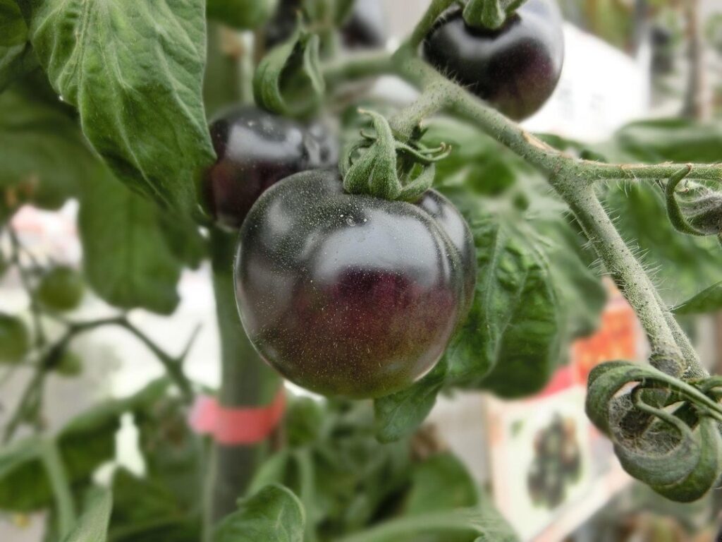tomato cover crops benefits
