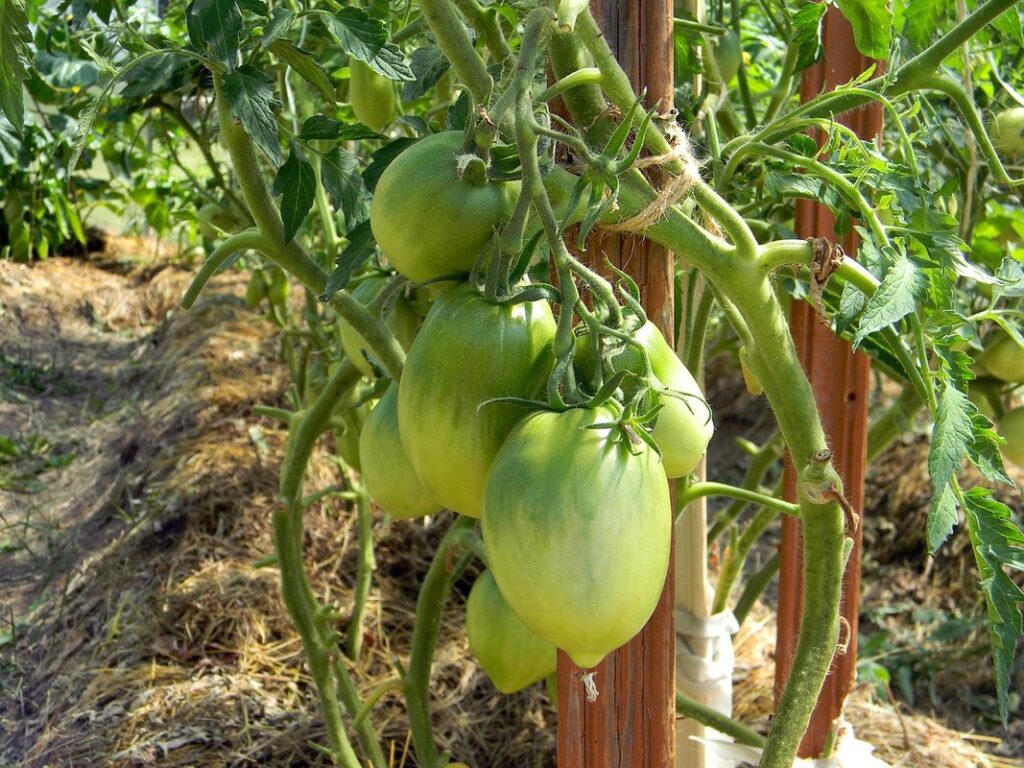tomato mulch benefits