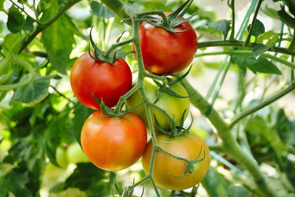 how to grow tomatoes outdoors