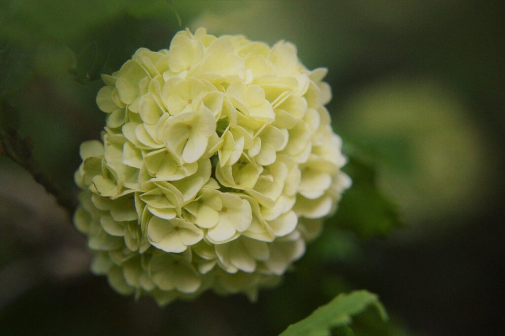 viburnum hedging plants