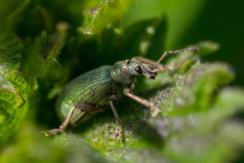 vine weevil control
