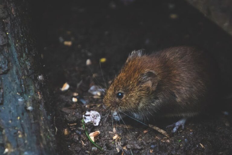 voles in raised beds