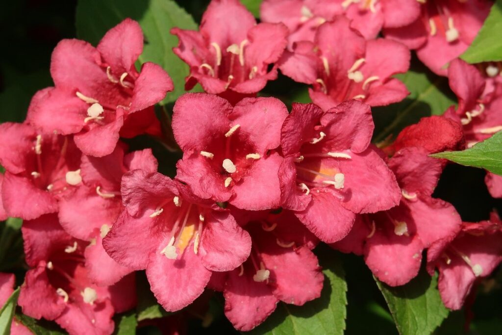 weigela shrub