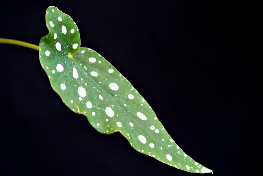 white spots on leaves