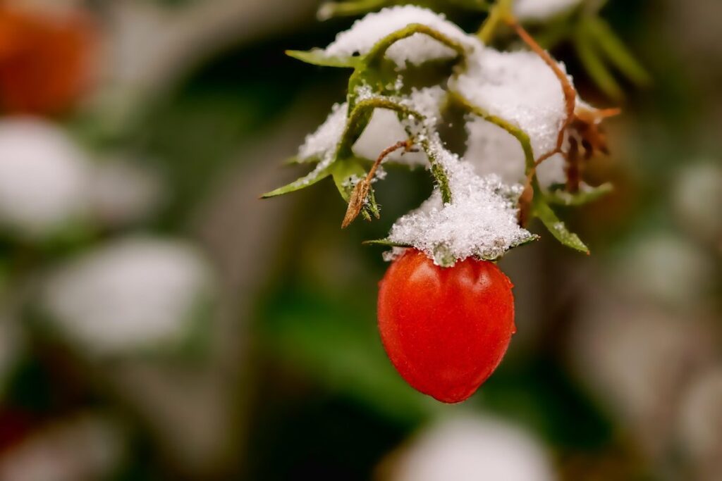 can you grow tomatoes in the winter