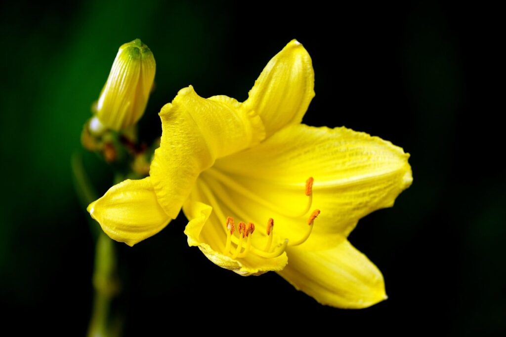 yellow daylily varieties