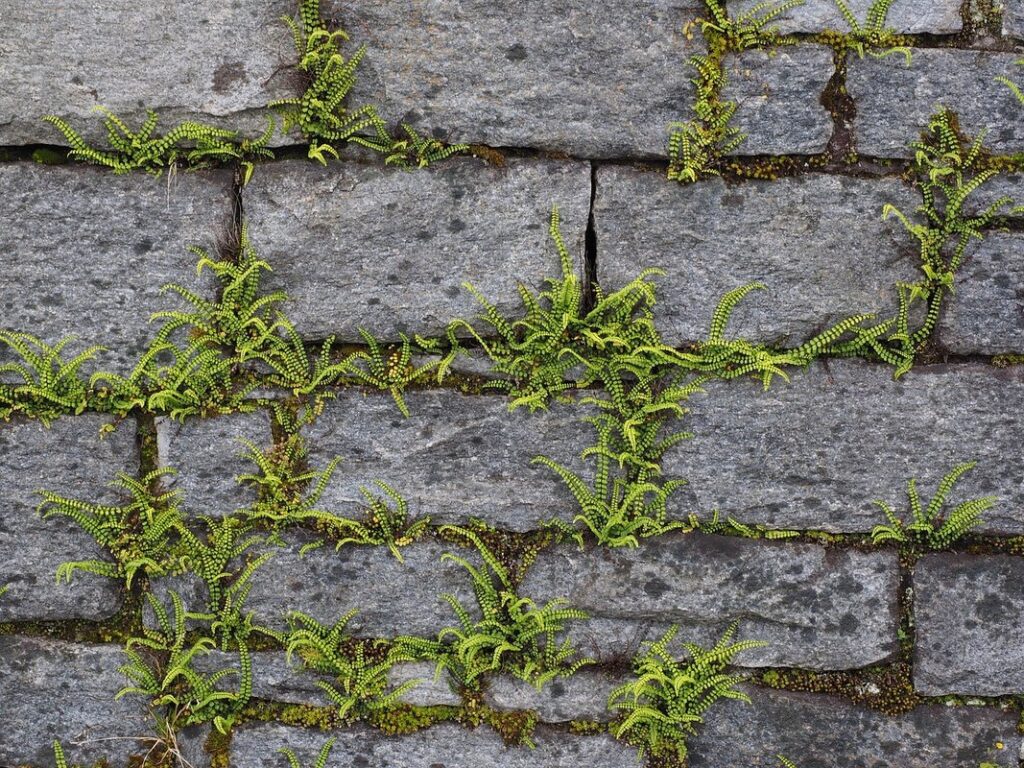 japanese asplenium nidus fern