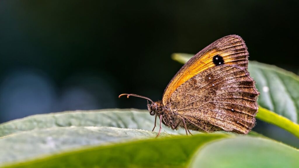brown tips on plant leaves