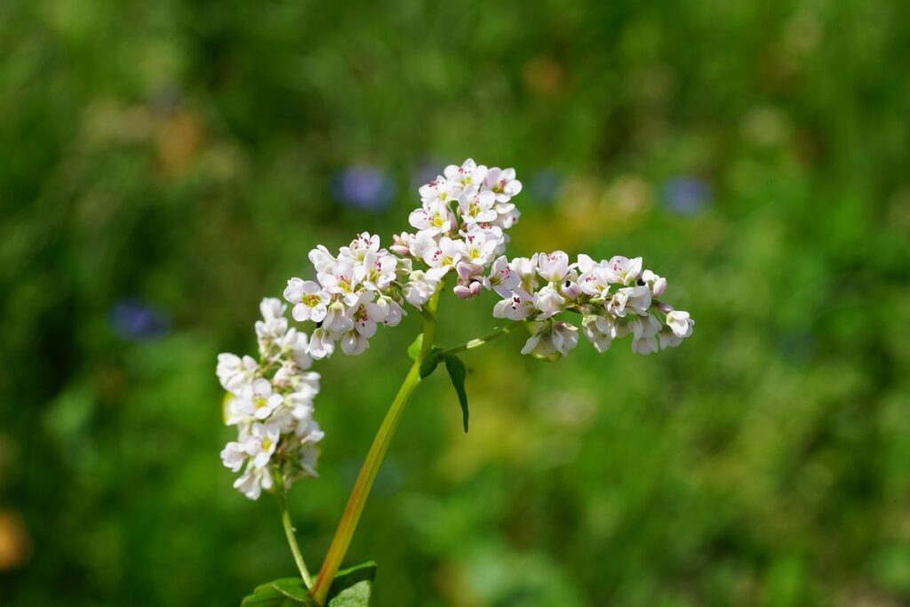 buckwheat cover crop