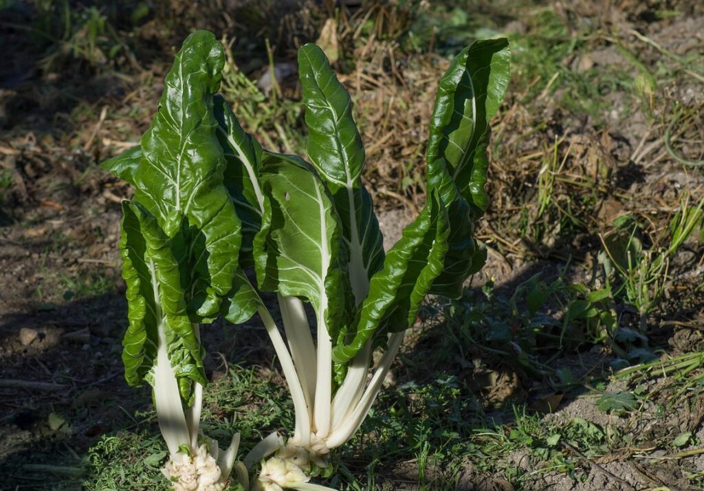 chard spacing and harvest