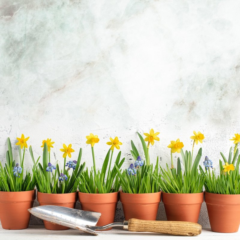 daffodil planting spacing