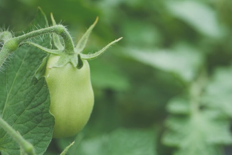how to fertilize tomato plants