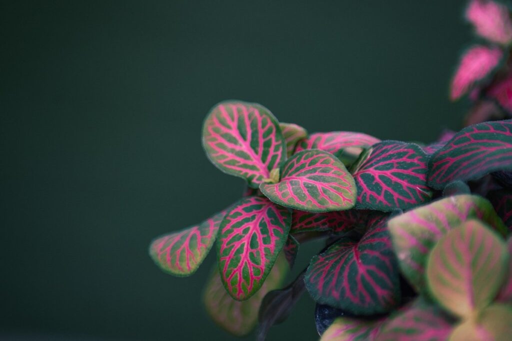 fittonia superba