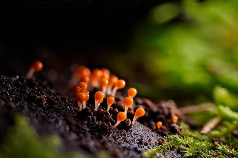 fungus gnats in soil