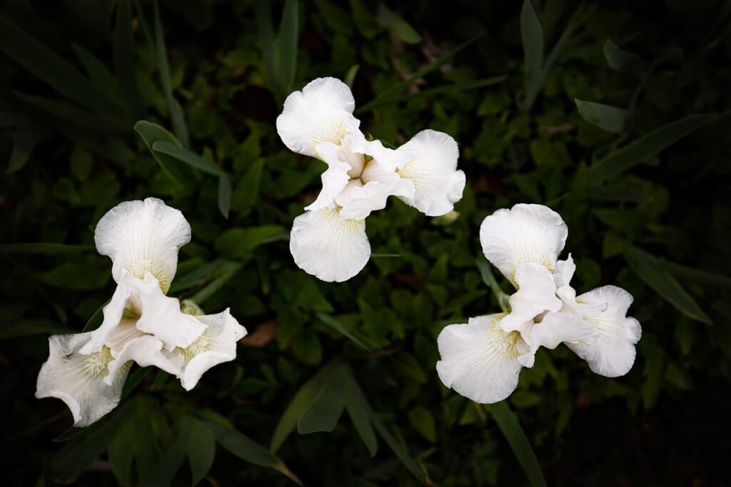 gothic garden plants