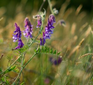 hairy vetch cover crop
