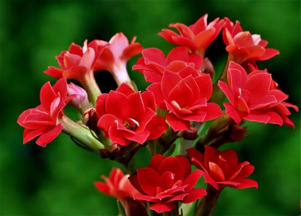 how to make kalanchoe bloom
