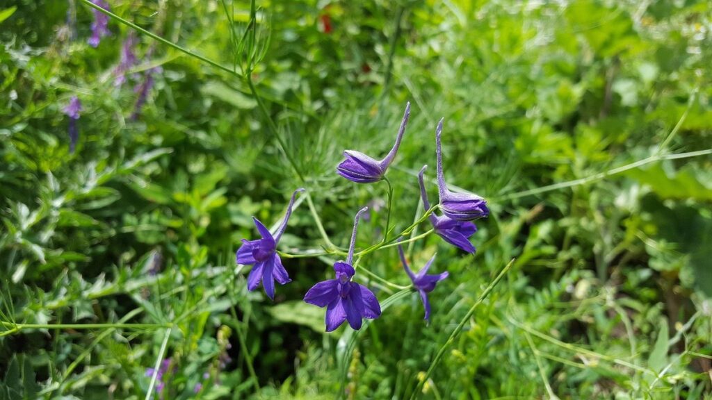 larkspur growing guide