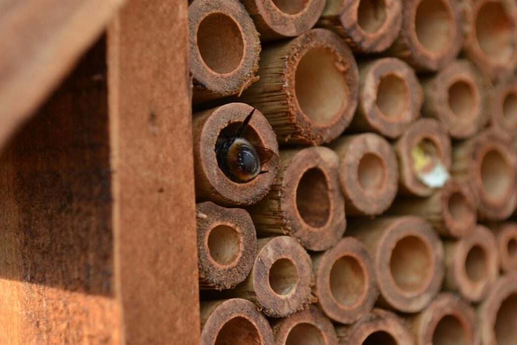 mason bee houses