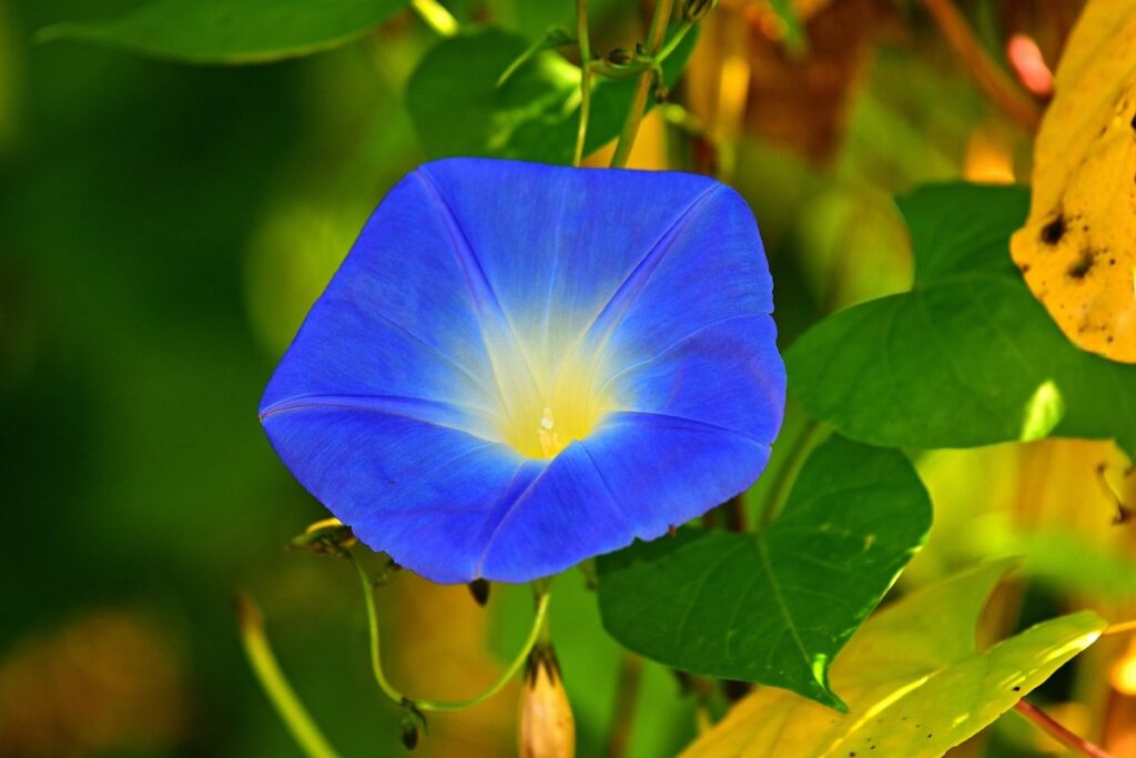 morning glory plant