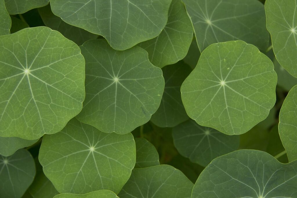 nasturtium growing guide