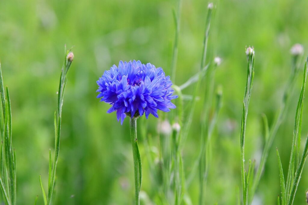 native meadow garden