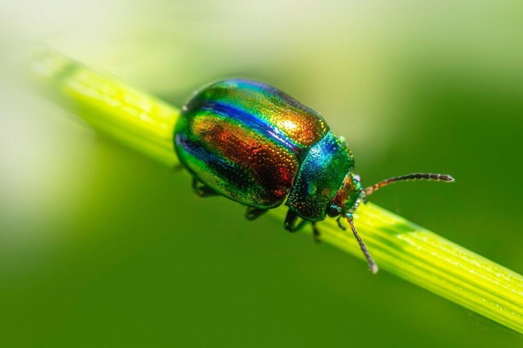 organic pest control in gardens