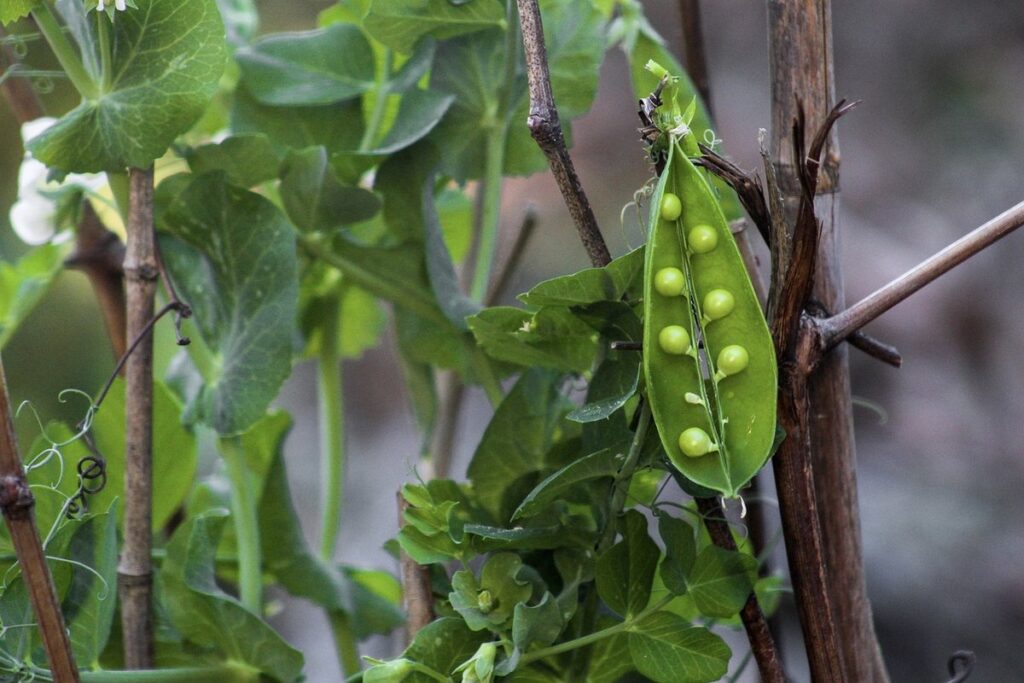 how to plant peas in spring