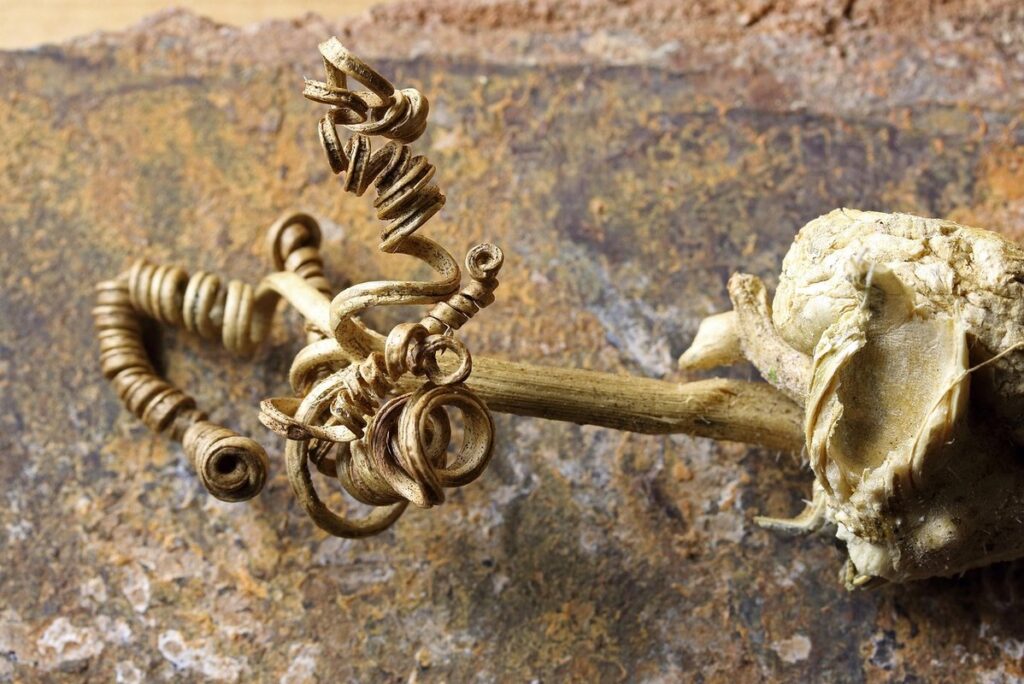 plant hardening off schedule