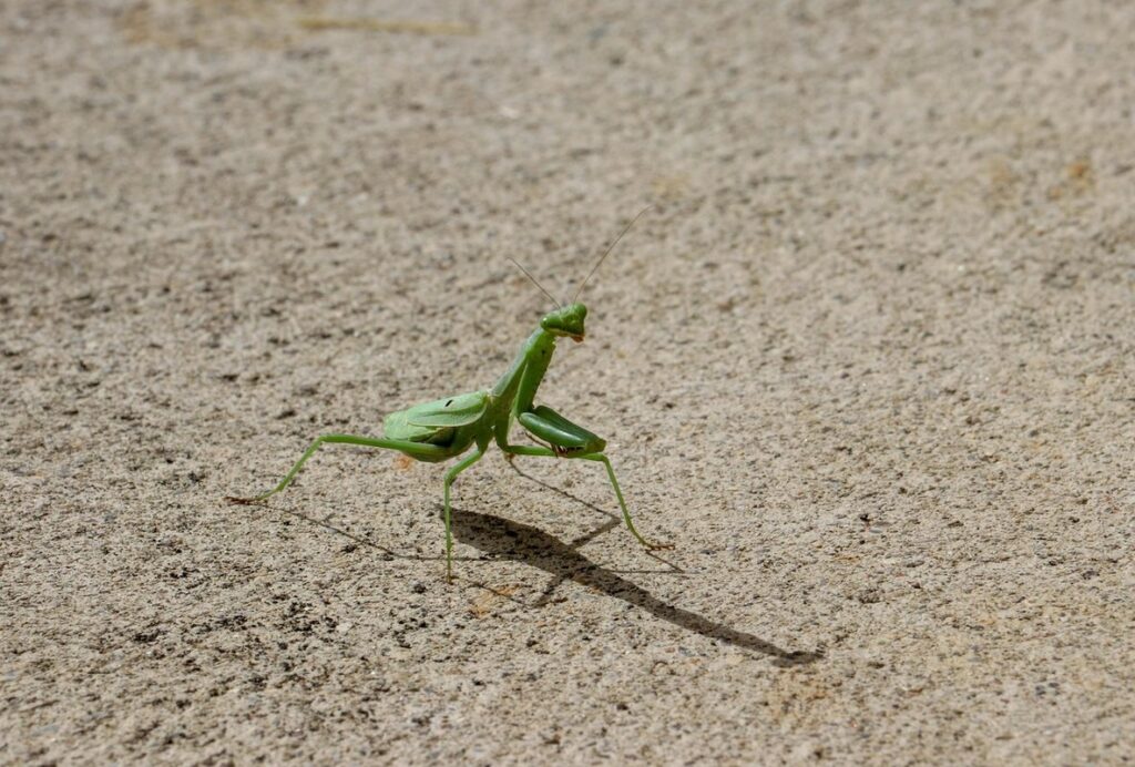 praying mantis in garden