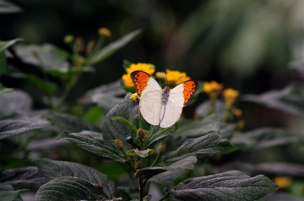 pumpkin pollination tips