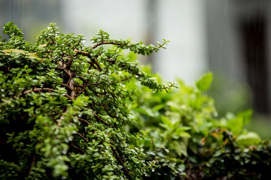 Rain garden soil mix -> Rain garden soil