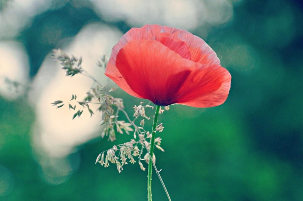 red sedge grass firedance does it need pruned