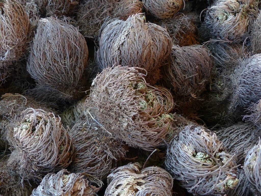 rose of jericho