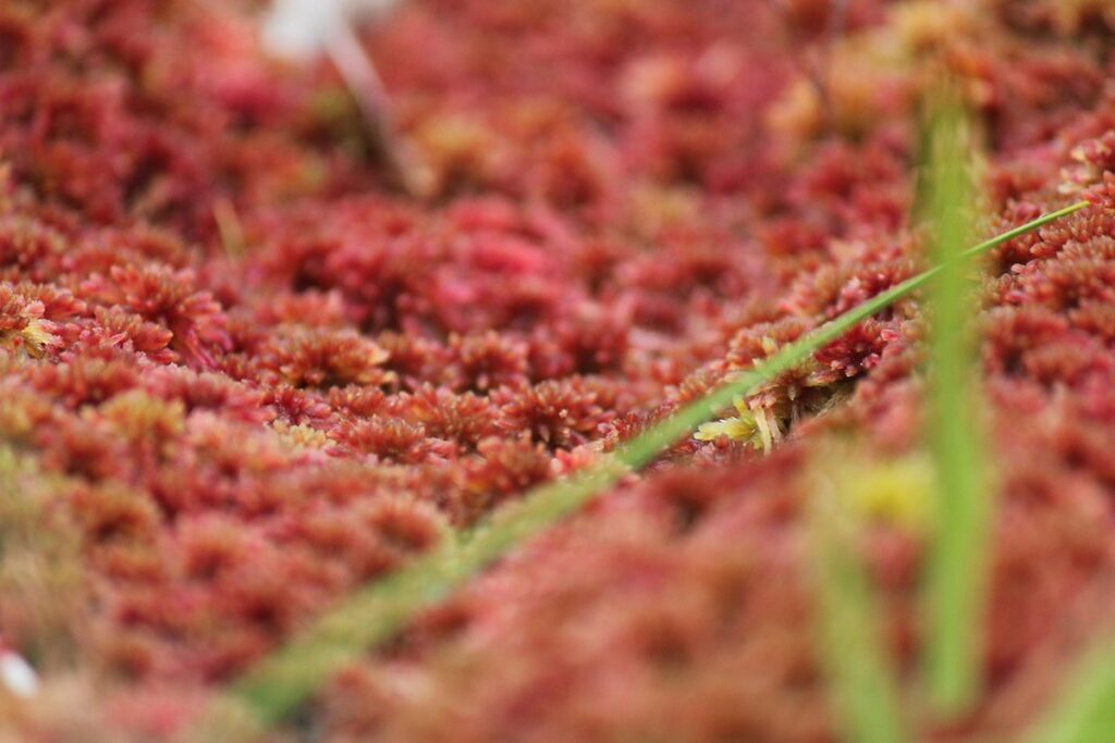 how to grow sphagnum moss