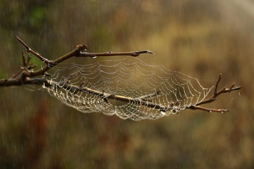 spider webs on plants