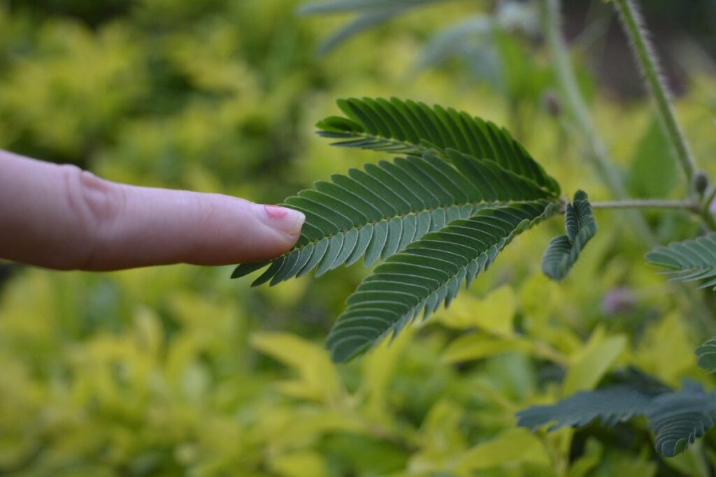 touch sensitive plant