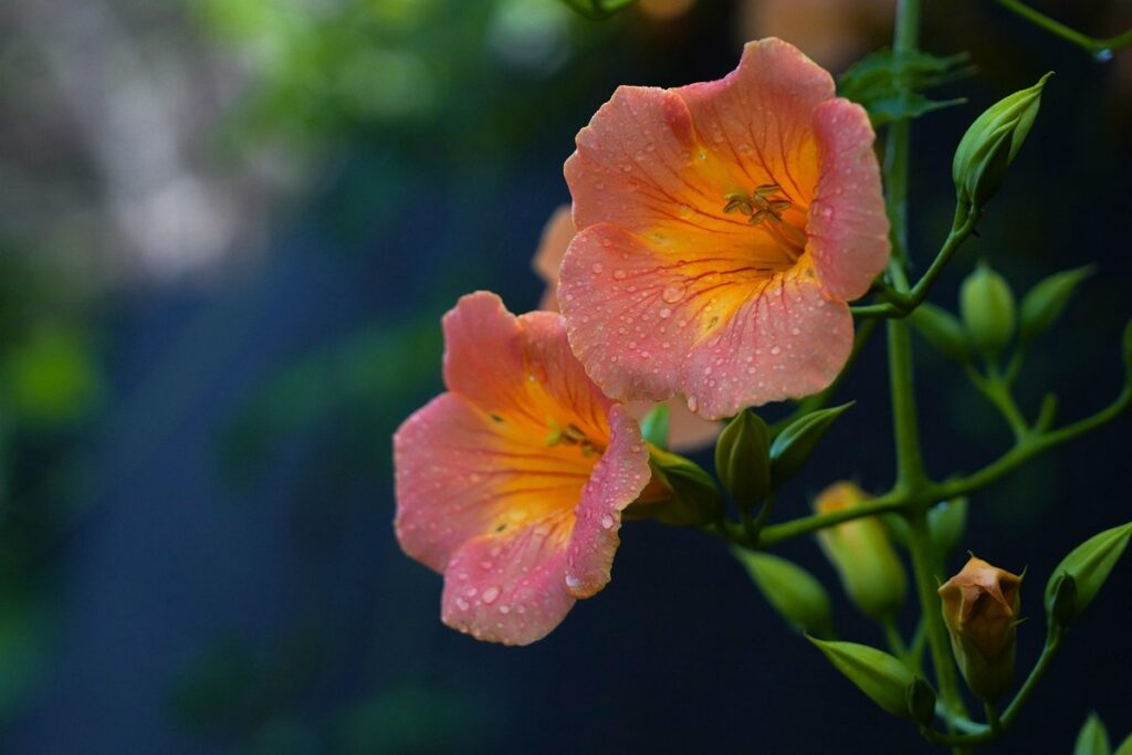 trumpet vine care