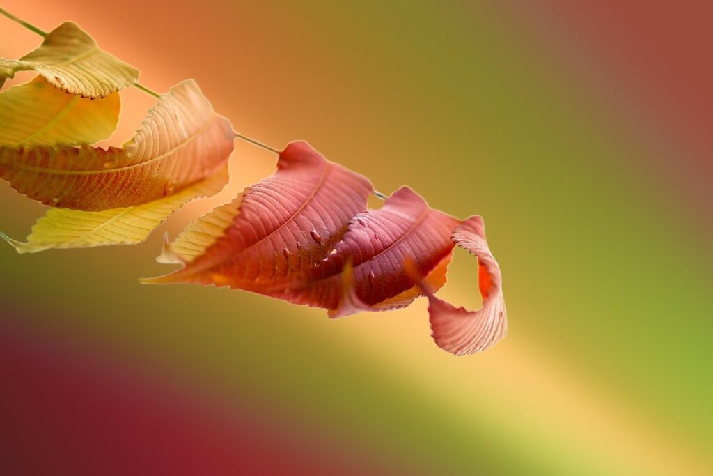 vinegar weed control myth