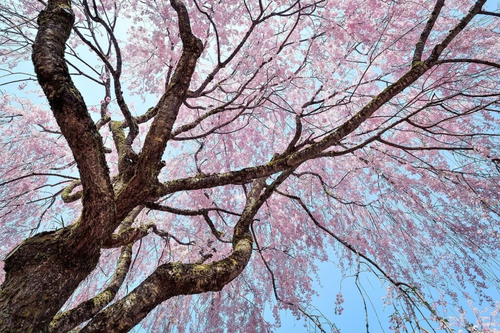 Weeping Cherry
